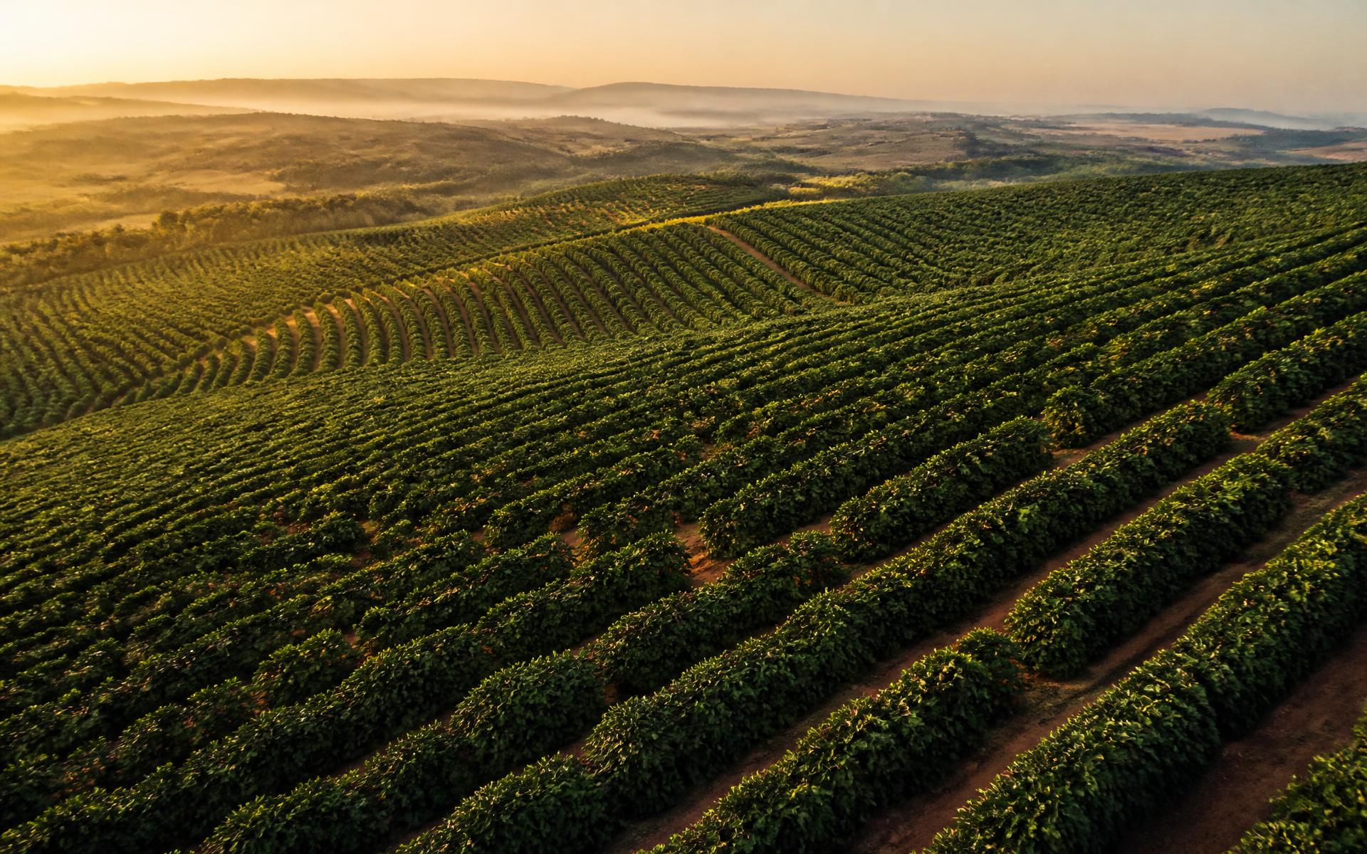 Lavoura de café no Alto Paranaíba ao amanhecer